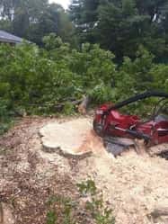 stump grinding