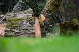 stump-removal